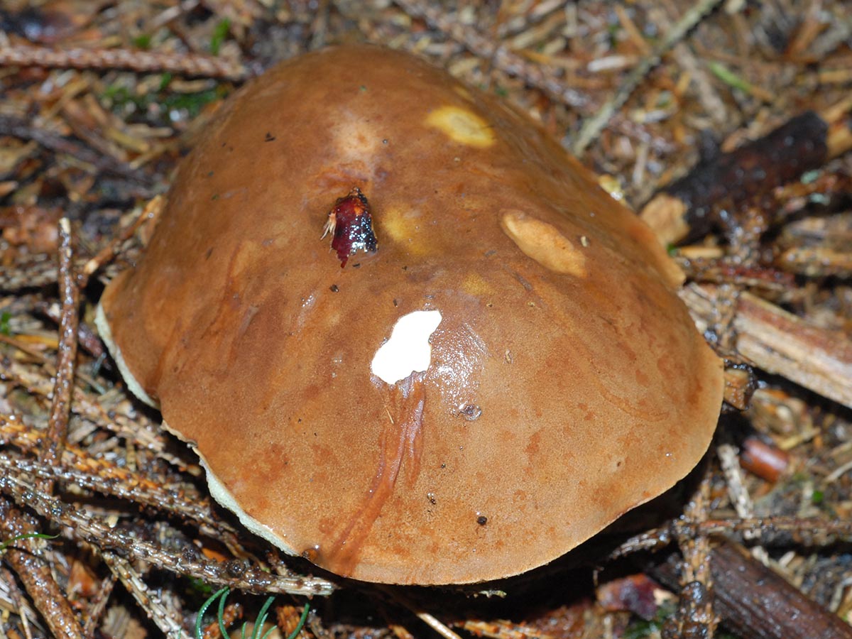 Imleria badia